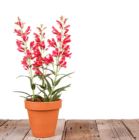red flowers in a clay or terracotta pot on a wooden plank, with a white isolated backgroundの写真素材