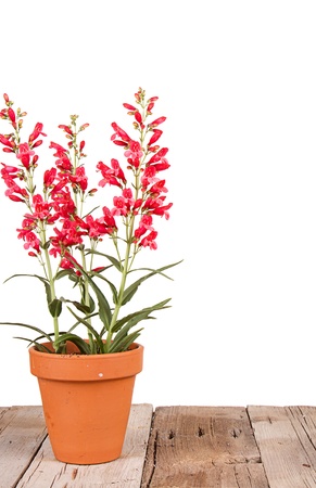 red flowers in a clay or terracotta pot on a wooden plank, with a white isolated backgroundの写真素材
