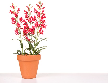 red flowers in a clay or terracotta pot  with a white isolated backgroundの写真素材