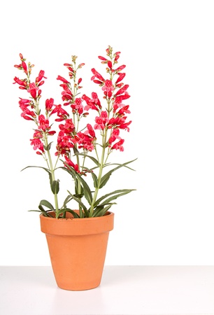 red flowers in a clay or terracotta pot  with a white isolated backgroundの写真素材