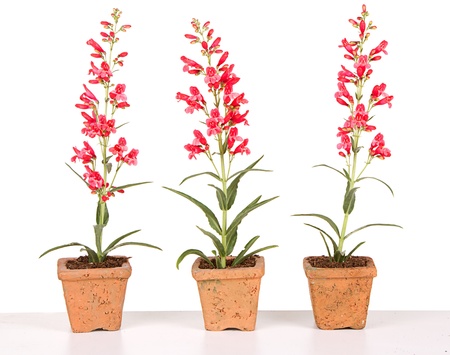 red flowers in a clay or terracotta pot  with a white isolated backgroundの写真素材