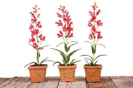 red flowers in a clay or terracotta pot on a wooden plank, with a white isolated backgroundの写真素材