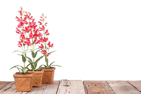 red flowers in a clay or terracotta pot on a wooden plank, with a white isolated backgroundの写真素材