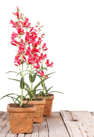 red flowers in a clay or terracotta pot on a wooden plank, with a white isolated backgroundの写真素材