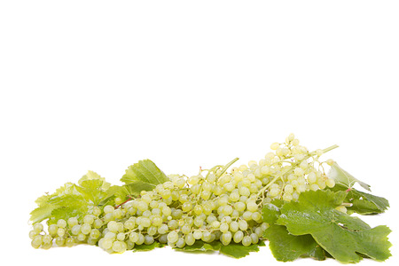 Grapes on vine with leaves on white backgroundの写真素材
