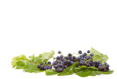 Grapes on vine with leaves on white backgroundの写真素材