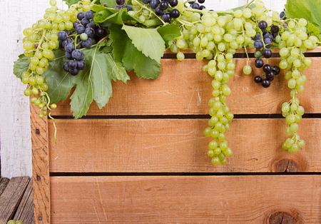 Grapes on vine on antique wooden crate, room for copy spaceの写真素材