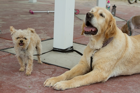 a group of dogs tied up on sidewalkの写真素材