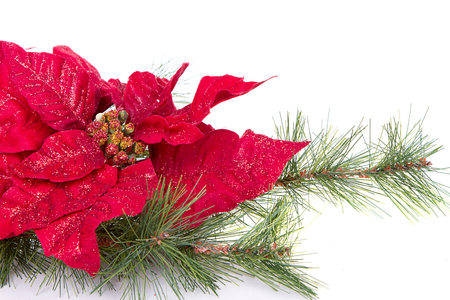 A red Christmas poinsettia on a white backgroundの写真素材