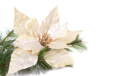 A white Christmas poinsettia on a white backgroundの写真素材