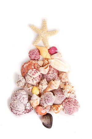 Sea shells shaped as a Christmas tree on a white backgroundの写真素材