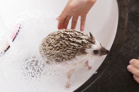 Giving a pet hedgehog a bath, filling the sink with soapy water to clean the hedgehogの写真素材