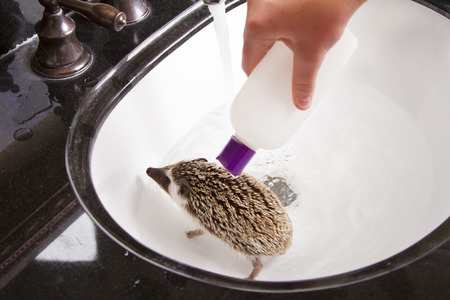 Giving a pet hedgehog a bath in the sink applying baby shampoo to hedgehogの写真素材