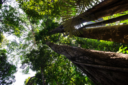 Big tree in Pha Hin Koob ,Khau Soi Daw ,Chanthaburi,Thailand