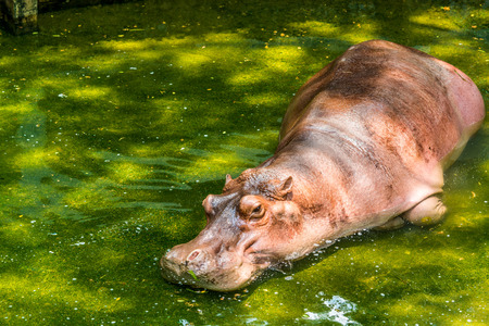 Happy Young Hippopotamus