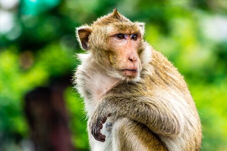 Monkey sit on the railway guard, Lopburi Thailand.の写真素材