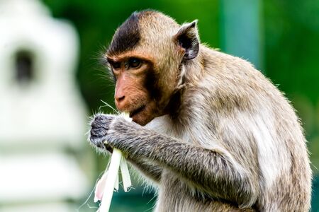 A monkey is eating sugar cane, Lopburi Thailand.の写真素材