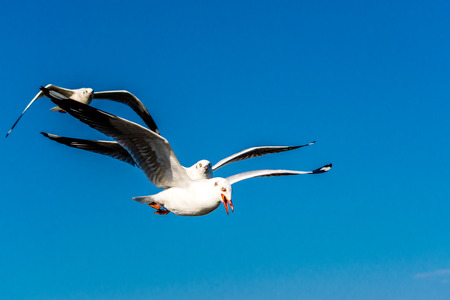 Seagullの写真素材