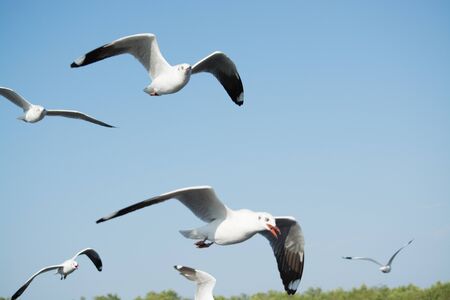 Seagullの写真素材