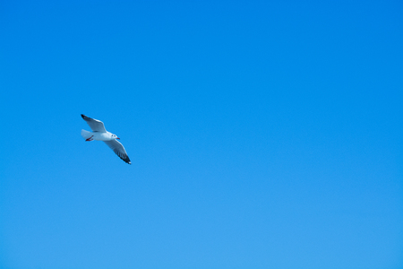Seagullの写真素材