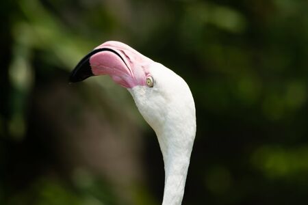 Beautiful flamingo head.の写真素材