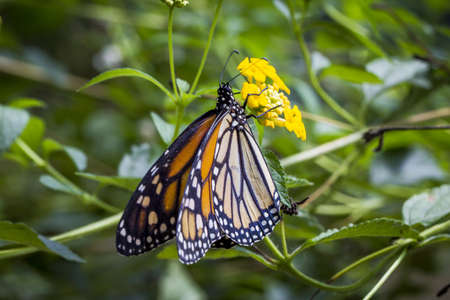 Butterfly perched on yellow flower in garden