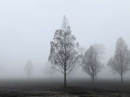 Trees covered in fog in an upstate park.  Foggy morning and landscape shot around 7am Eastern.