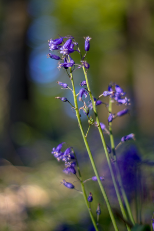 Bluebell flower with a blurred bokeh background in the woods on a sunny spring dayの写真素材