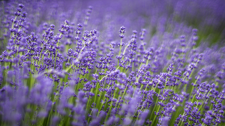 Lavender flowers photographed in england with a spiders web in the centerの写真素材