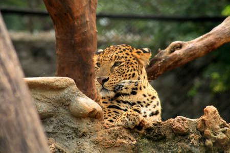 Tiger in an Indian zoo at Mysoreの写真素材
