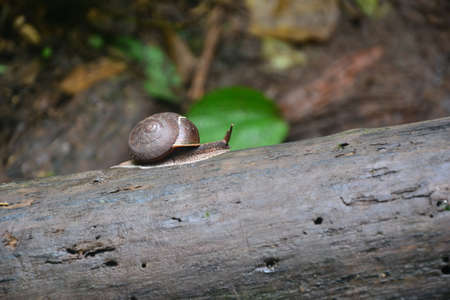 snail on a treeの写真素材