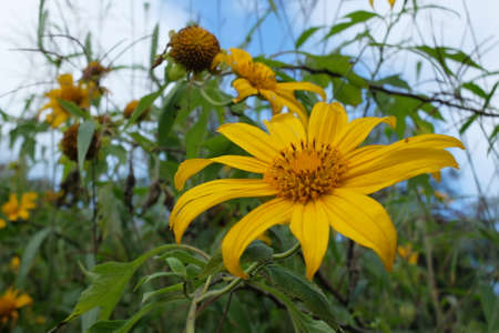 sunflower in the gardenの写真素材