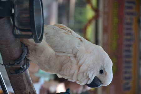 white parrot in the zoo