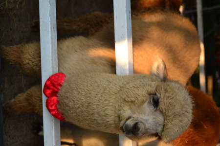 alpaca with red ribbonの写真素材