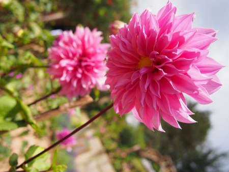 pink flowerの写真素材