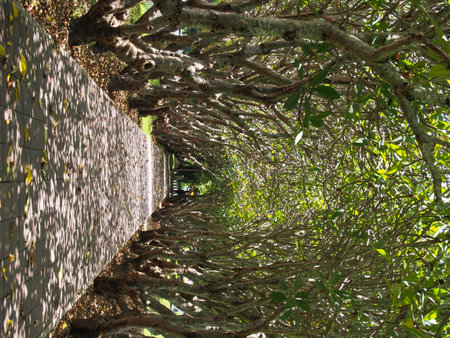 path in the parkの写真素材