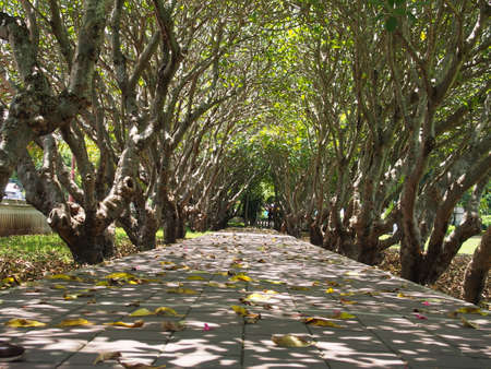 path in the parkの写真素材