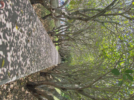 path in the parkの写真素材