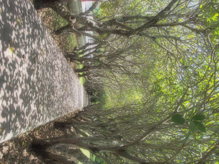 path in the parkの写真素材