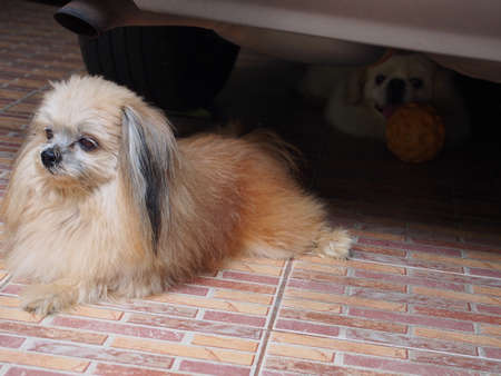 cute dog on floorの写真素材