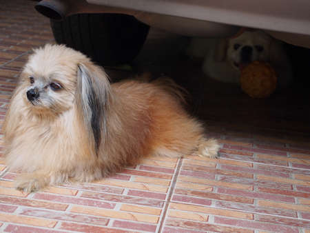 cute dog on floorの写真素材