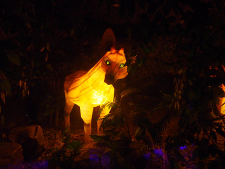 Illuminated statue of a wolf at night.の写真素材