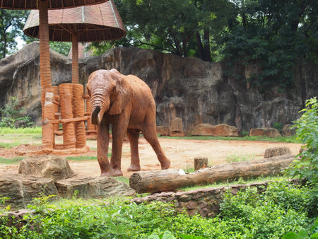 Elephant in the zoo,Thailand,の写真素材