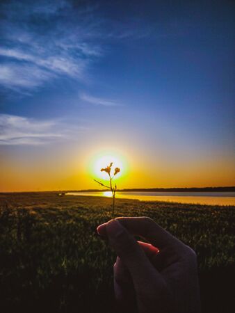 Sun flowerの写真素材