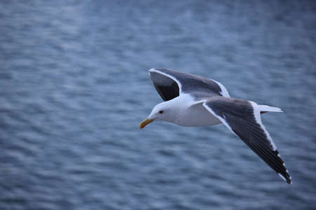 Sea Gull in flight