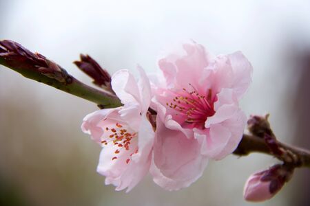close up of flowerの写真素材