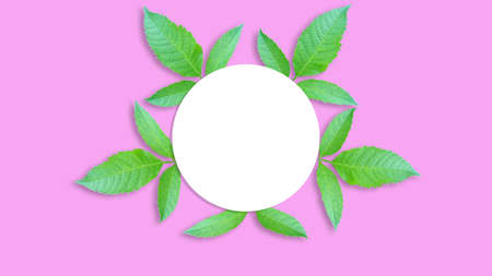 Green leaves isolated around a white circle on a pink background for illustration or other design (With Clipping Path)の写真素材