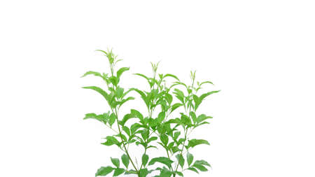 Ornamental plant isolated on a white background with Clipping Path taken from the gardenの写真素材