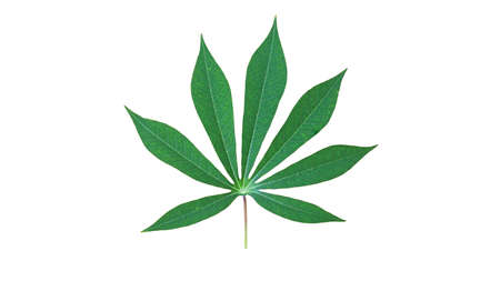 Seven-pointed leaf isolated on white background taken from the garden with Clipping Pathの写真素材