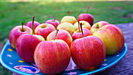 Apples in a plate, another favorite fruit of many peopleの写真素材